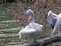 Pelican frise, Pelecanus crispus (ord Pelecaniformes) (fam Pelecanides) (Photo F. Mrugala) (09)